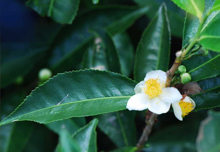 Fleur et feuille de thé