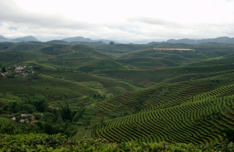 Plantation moderne à grande échelle dans le Yunnan